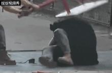 杭州动物园一黑熊扑倒饲养员 争抢食物未受伤