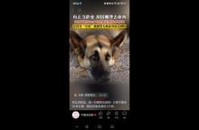 3男子因嘴饞偷走近萬元德牧宰殺 警方迅速破案