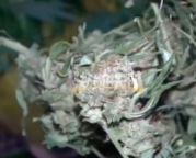 海归买60元种子种30株大麻获利超30万 涉嫌贩卖毒品罪被刑拘