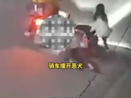 2女子遭未拴绳犬只追咬狗主被拘 新规下首例处罚引发热议