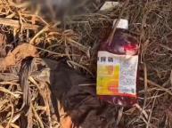 县委回应薯农用高毒农药种红薯 成立调查组彻查此事