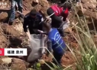 福建安溪修河堤震出三条大蟒蛇 最重达五十多斤长约4米
