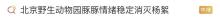 水豚情绪稳定吃杨絮 网友操碎了心 飞絮季节引关注