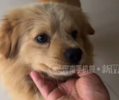 河南女子嫁安徽娘家小狗凌晨探望：这个小狗特别喜欢走亲戚，还喜欢去姑姑家