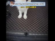 边牧路边等主人却被无故打碎骨头 网友：拒绝暴力虐待，期待公正处理与善意