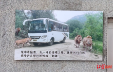 八达岭野生动物园猛兽区投喂项目关闭 安全排查启动