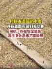 村民占用公路晾曬小麥竟擺放帶釘木板 隱患重重引擔(dān)憂
