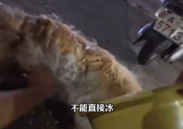 金毛狗突發(fā)中暑獸醫(yī)上演教科書式急救 狗狗獲救后用感謝手勢“答復(fù)”醫(yī)生