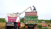 河北衡水武邑：57萬(wàn)畝小麥開(kāi)鐮搶收 機(jī)聲隆隆搶收忙