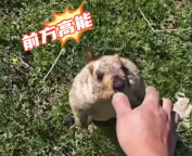 男子逗弄野生土撥鼠被一口咬傷 提醒：遠離野生動物