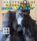 日本大猩猩與配偶爭(zhēng)吵后沉思走紅 網(wǎng)友：兄弟我懂你