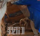 广西横州捕蛇者徒手捉蛇 专业团队确保村民安全