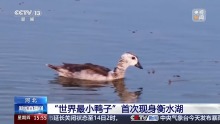 世界最小鸭子首次现身河北 棉凫亮相衡水湖