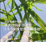广西甘蔗在新疆安家了！塔克拉玛干沙漠边种出甘蔗了