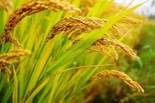 农业农村部：我国秋粮已收获2.46亿亩主产区丰收在望