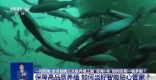 海上“牧鱼”成现实 何时能吃上“苏海1号”养殖的三文鱼？