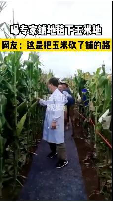 网传专家脚踩地毯在玉米地考察！在田间交流活动，网友：把玉米砍了？