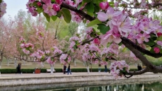 【Видео】Пекин: старый город в цвету