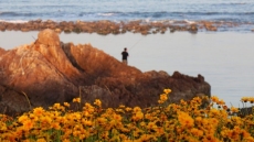 Цветение кореопсиса у западного морского побережья города Циндао