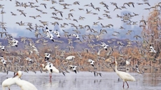 В районе крупнейшего в Китае пресноводного озера наблюдалось рекордное количество водоплавающих птиц