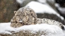 Популяция снежных леопардов в заповеднике Джомолунгма превысила 100 особей