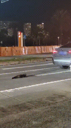 警方通报“宝马车疑当街拖行虐猫” 调查结果公布