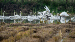 Plus de 30.000 oiseaux migrateurs affluent dans une réserve naturelle dans le centre de la Chine