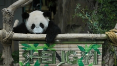 Le troisième panda né en Malaisie baptisé Sheng Yi