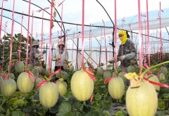 China's Hainan starts exporting muskmelons to Thailand