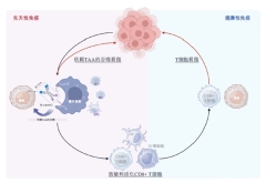 破局免疫治疗瓶颈，科望医药BiME®平台重塑全球MCE赛道竞争格局