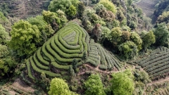 Ya’an, paesaggio pittoresco del campo di tè