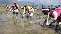 Prefetura autonoma Dali nello Yunnan, iniziano a mettere a dimora nel terreno le piantine