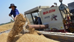 Agricoltori impegnati nella raccolta e coltivazione estiva in occasione di “Mangzhong”