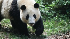 Chengdu, due panda gemelli compiono due anni