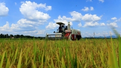Buon raccolto, 147,39 milioni di tonnellate la produzione totale dei cereali estivi nel 2022