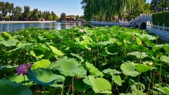 Beijing: i fiori di loto sbocciano sul lago Shichahai(1/8)