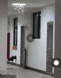 廣東近期有大水蟻成群出現(xiàn) 雨后傍晚頻現(xiàn)飛蟲
