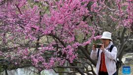 شکوفه‌های بهاری میزبان گردشگران پارک «یوان‌مینگ‌یوان» پکن
