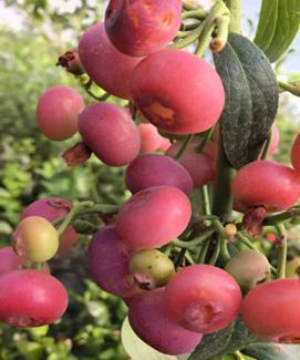 未来可能吃到粉色黄色红色蓝莓 颜色多样新品种研发中