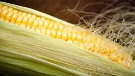 La flexibilización de requisitos debido al conflicto en Ucrania permitirá a Argentina exportar más maíz a España