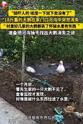 河沟中失踪大鹅被找回，伤势严重引发关注