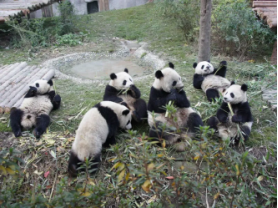 马克龙访华带着动物园园长，所在动物园是法国唯一一家拥有大熊猫的动物园
