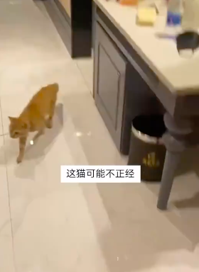 一酒店天花板掉下一只猫