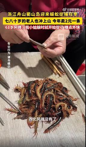 浙江衢山岛迎蜈蚣捕捉旺季 金头蜈蚣产业兴旺