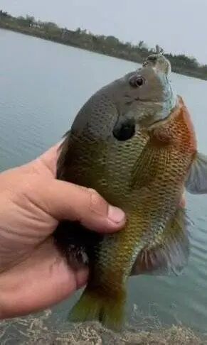 成都钓起入侵怪鱼 专家:可清蒸红烧 警惕生态影响