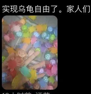 全红婵玩的乌龟爆单了 直播新宠“对对碰”热潮