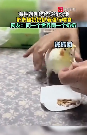 鹦鹉被奶奶强行喂食 
