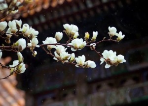 故宫的花期，有多美？