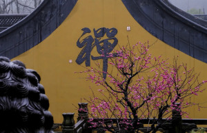 杭州灵隐寺梅花破雪已成春，春梅绽放游人如织