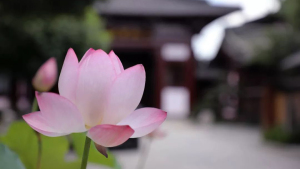 进入寺院，有九件事要注意